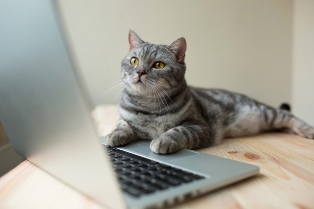 chat suivant un webinaire